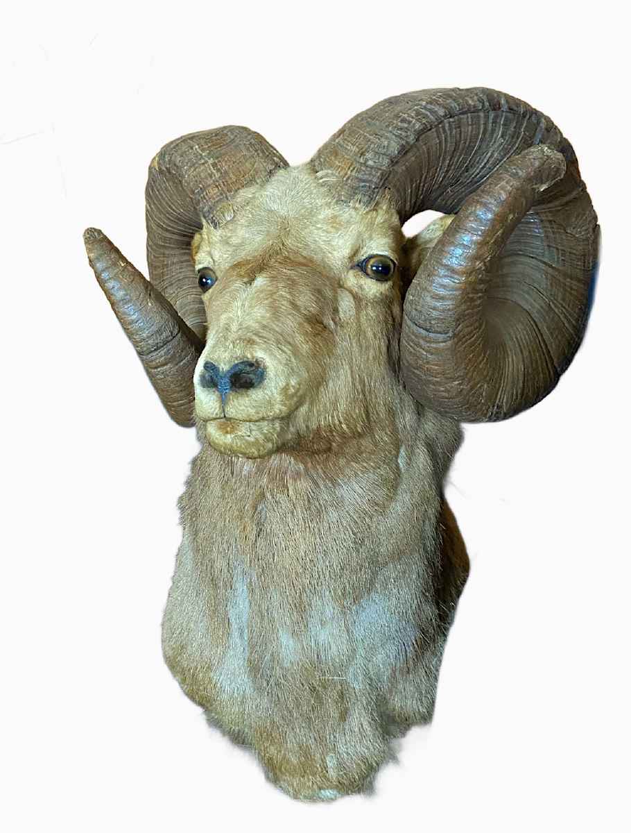 Bighorn Sheep *Big Game Record North America* #187 by Jennifer Frost, Image 2.