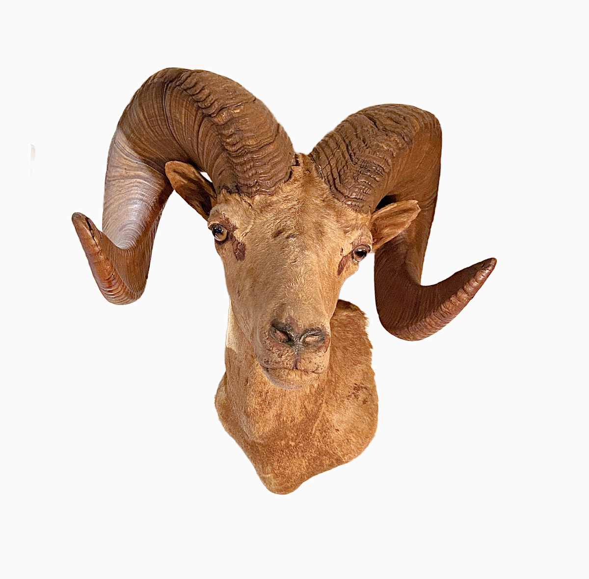 Desert Sheep #30 *Big Game Record North America* by Jennifer Frost, Image 2.