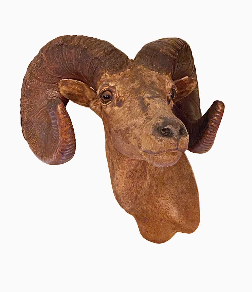 Desert Sheep #29 *Big Game Record North America* by Jennifer Frost, Image 2.