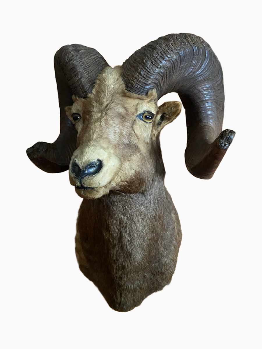 Bighorn Sheep *Big Game Record North America* #185 by Jennifer Frost, Image 4.