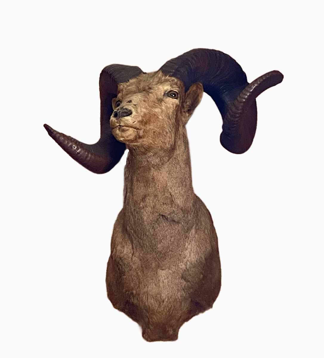 Bighorn Sheep #186 *Big Game Record North America* by Jennifer Frost, Image 3.