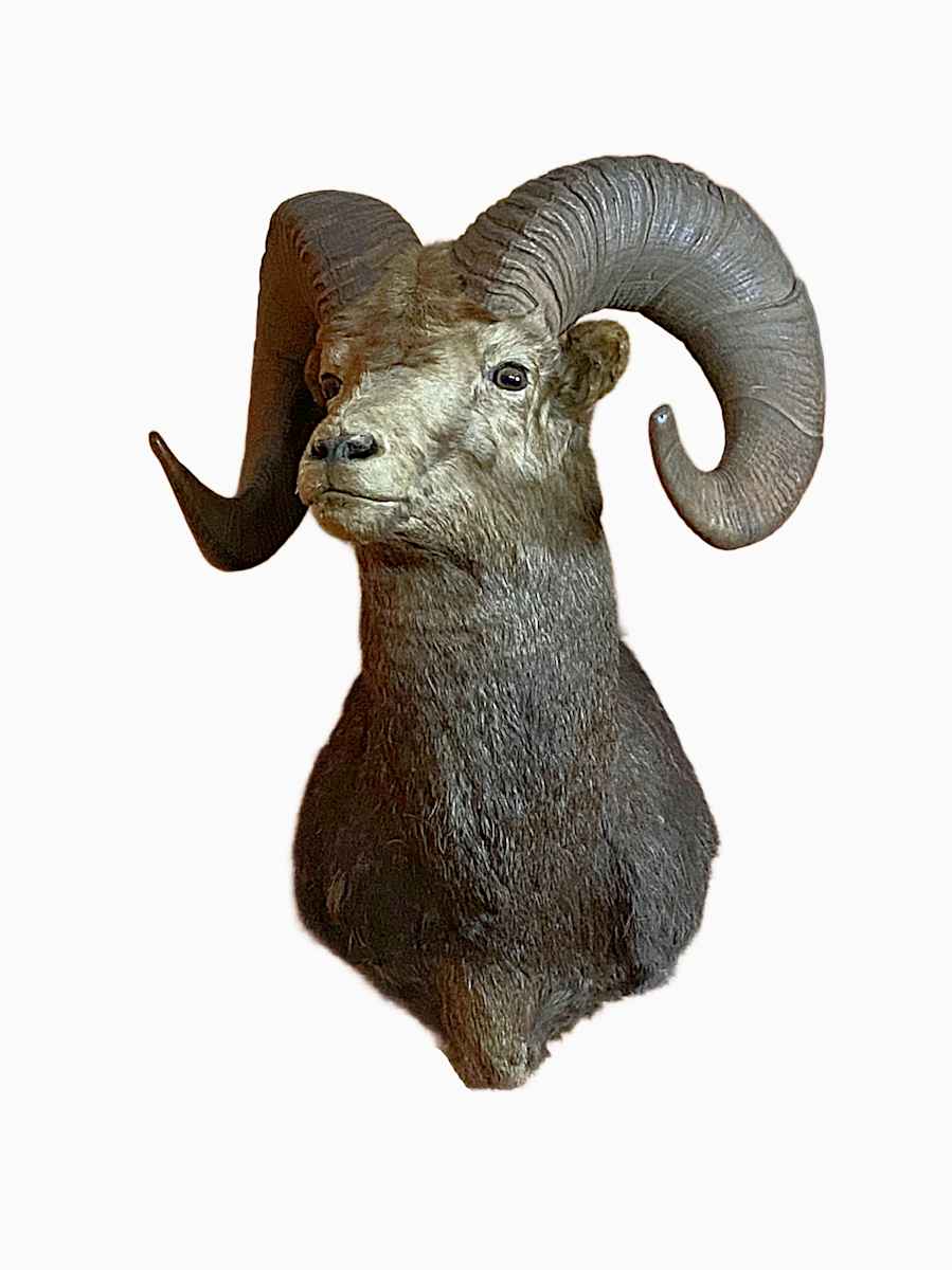 Bighorn x Stone Sheep #201 *Big Game Record North America* by Jennifer Frost, Image 2.