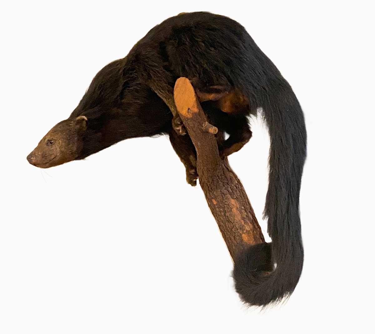 Binturong #86 by Jennifer Frost, Image 2.