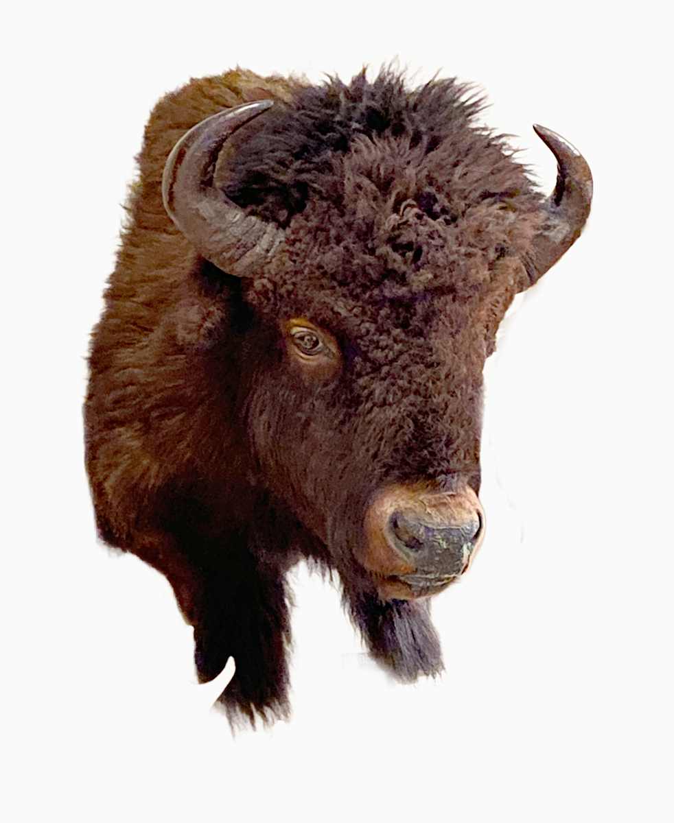 Bison #99 by Jennifer Frost, Image 2.