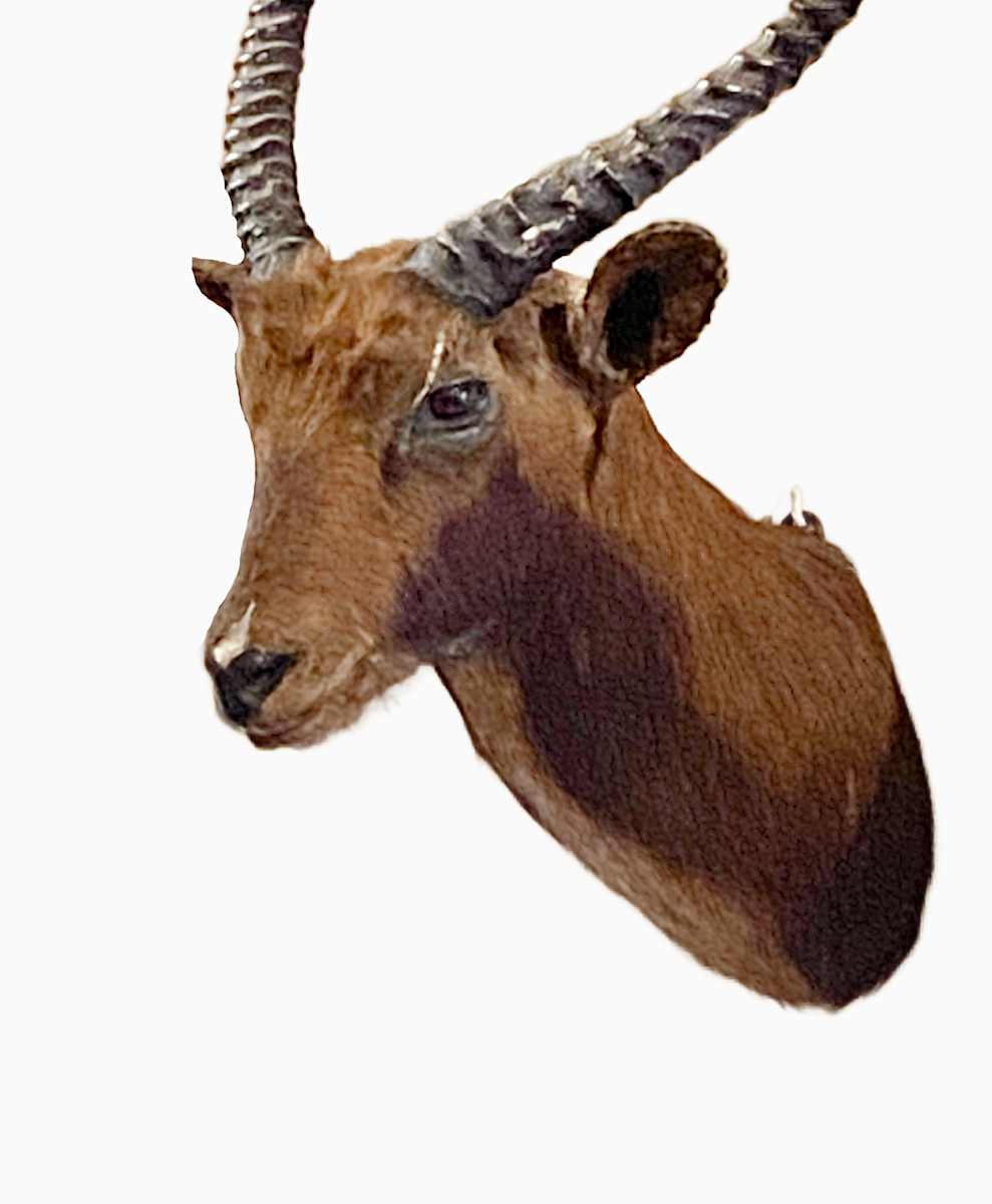 Black Lechwe #54 by Jennifer Frost, Image 1.