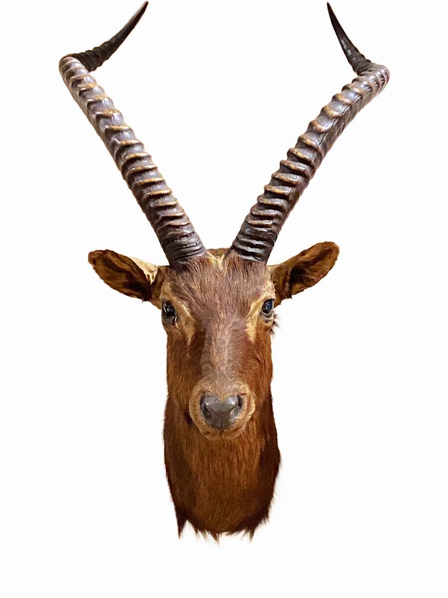 Black Lechwe #35 by Jennifer Frost, Image 2.