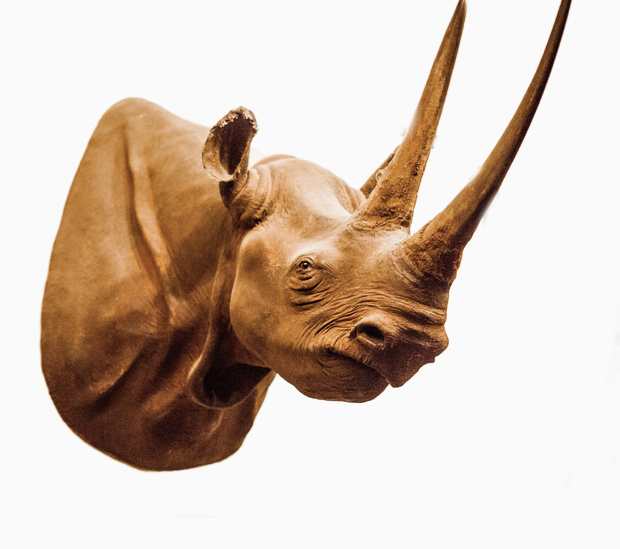 Black Rhinoceros #73 by Jennifer Frost, Image 3.