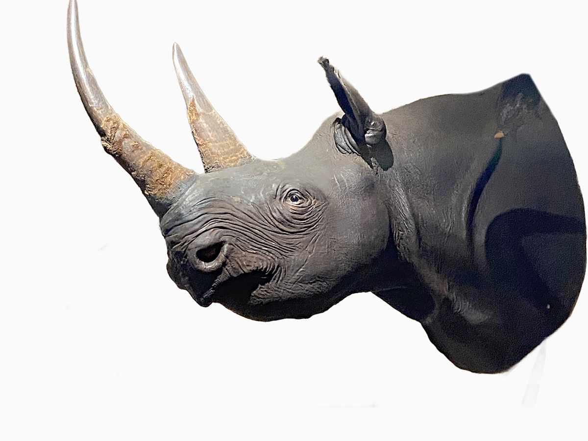 Black Rhinoceros #70 by Jennifer Frost, Image 2.