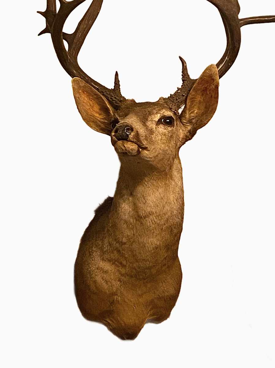 Blacktail Deer #164 by Jennifer Frost, Image 2.