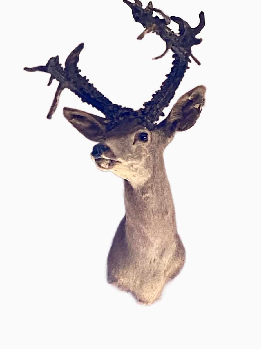 Blacktail Deer #194 by Jennifer Frost, Image 2.