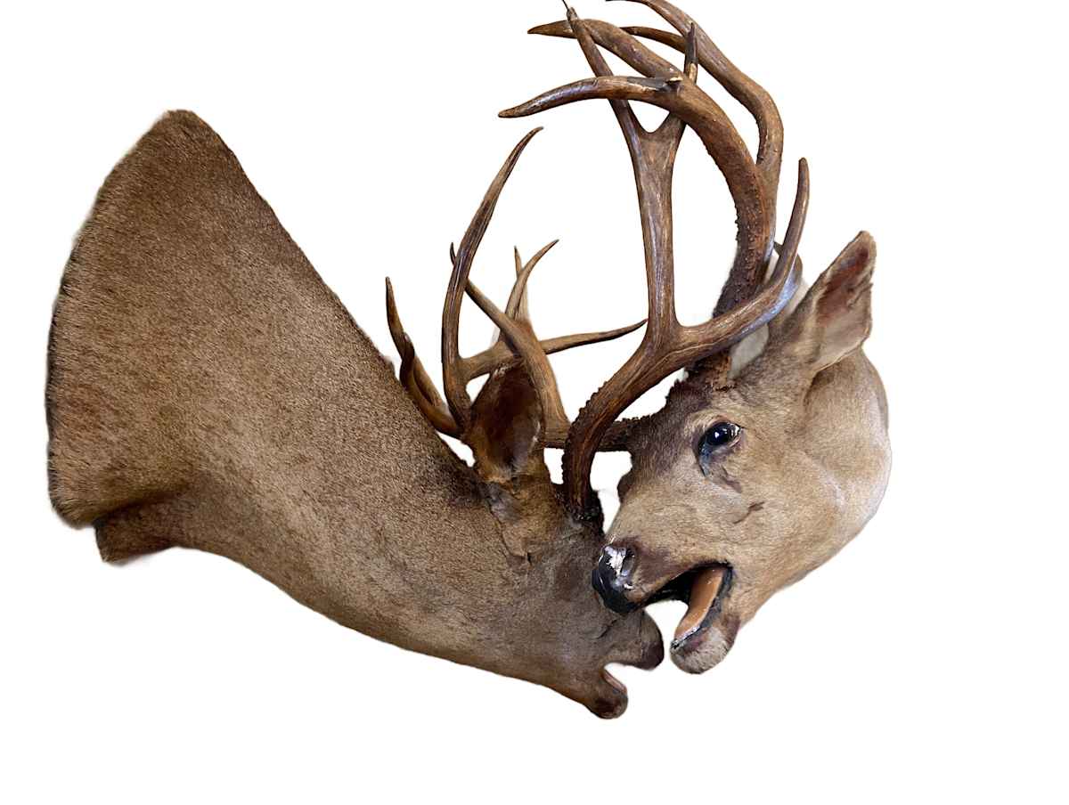 Blacktail Deer #112 by Jennifer Frost, Image 3.