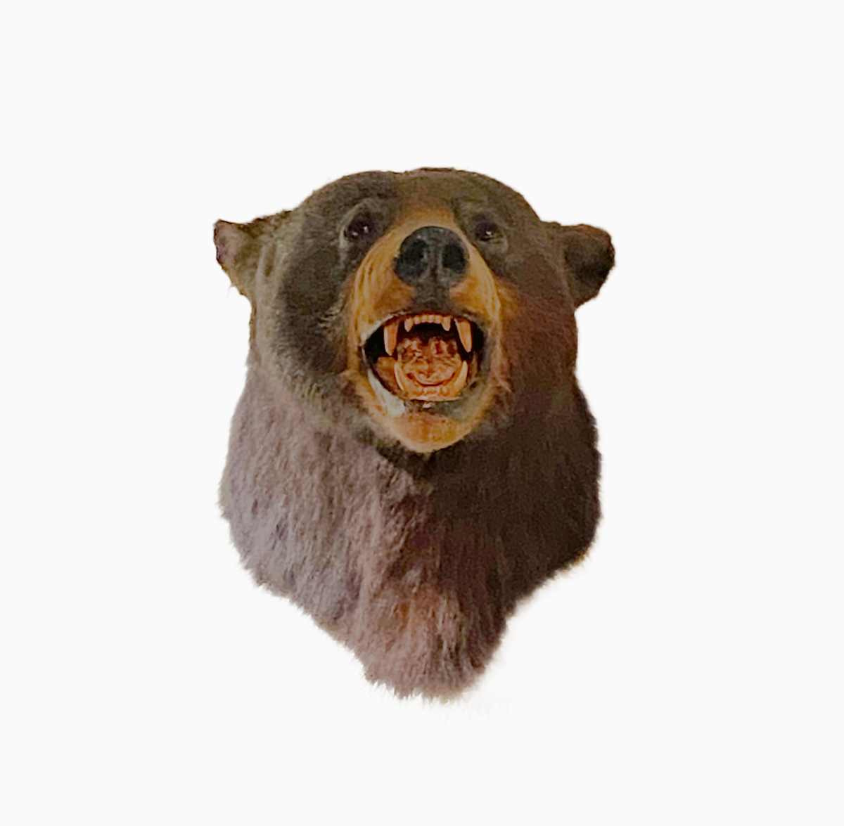 Black Bear #133 by Jennifer Frost, Image 2.