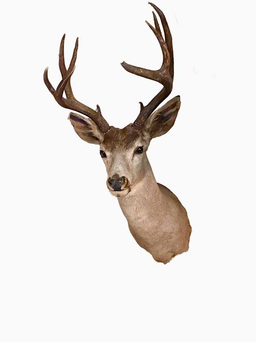 Blacktail Deer #169 by Jennifer Frost, Image 2.