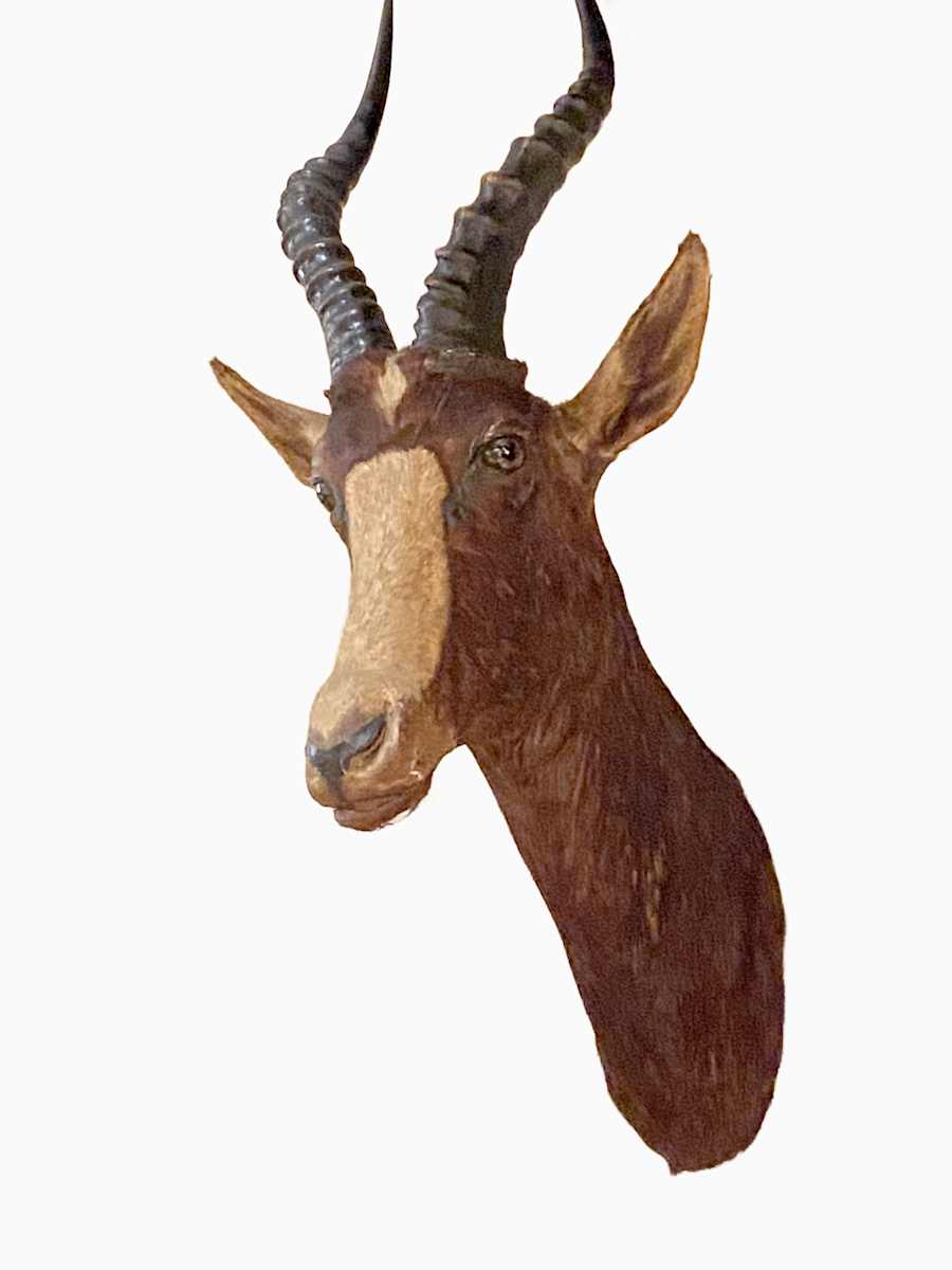 Blesbok #180 by Jennifer Frost, Image 2.