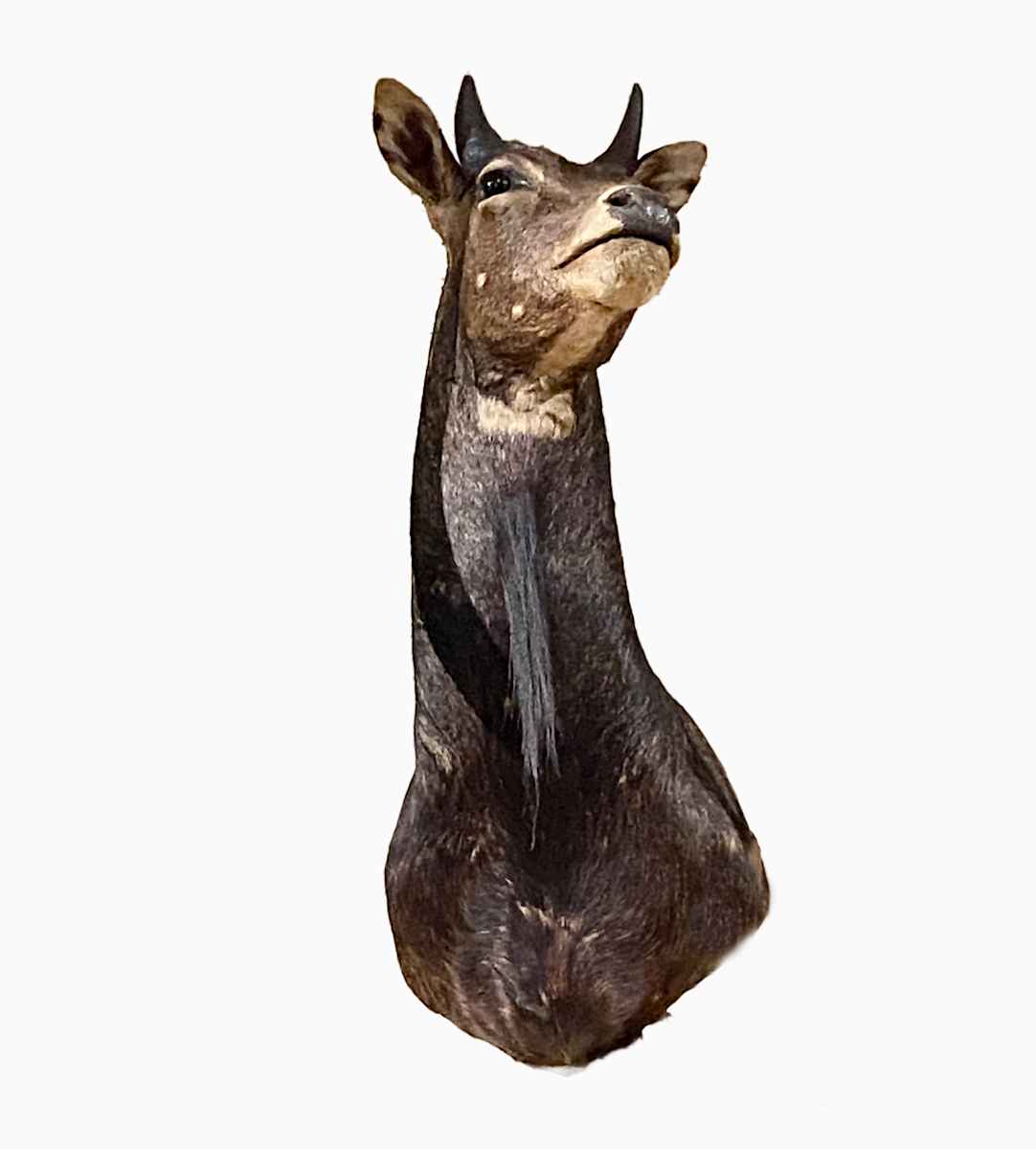 Blue Buck #103 by Jennifer Frost, Image 2.