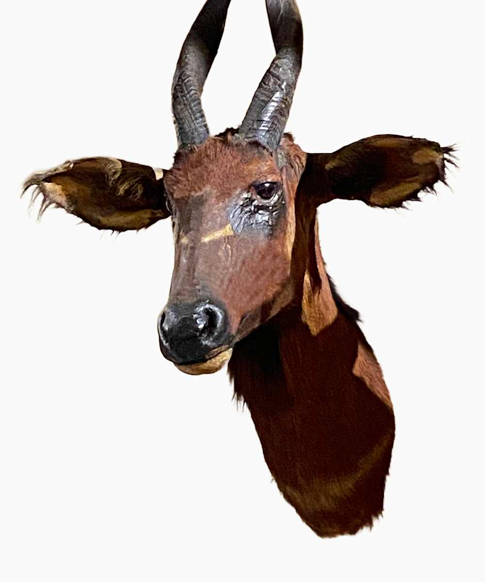 Bongo #55 by Jennifer Frost, Image 1.