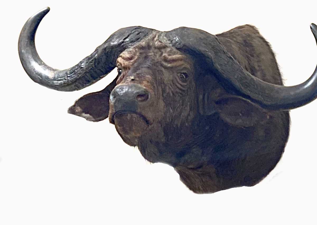 Cape Buffalo #69 by Jennifer Frost, Image 2.