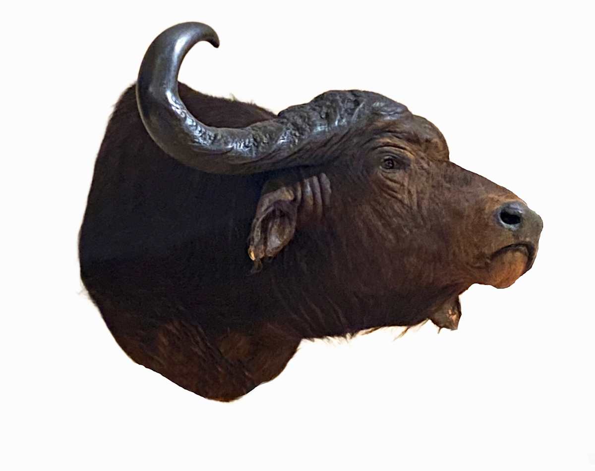 Cape Buffalo #67 by Jennifer Frost, Image 2.