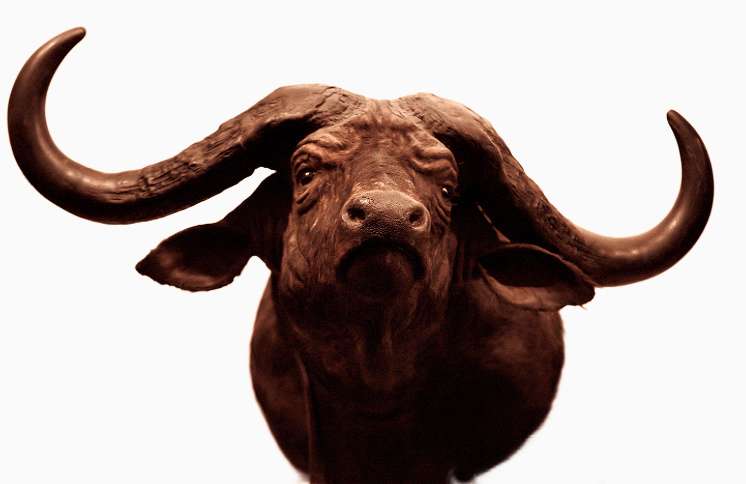 Cape Buffalo #76 by Jennifer Frost, Image 2.