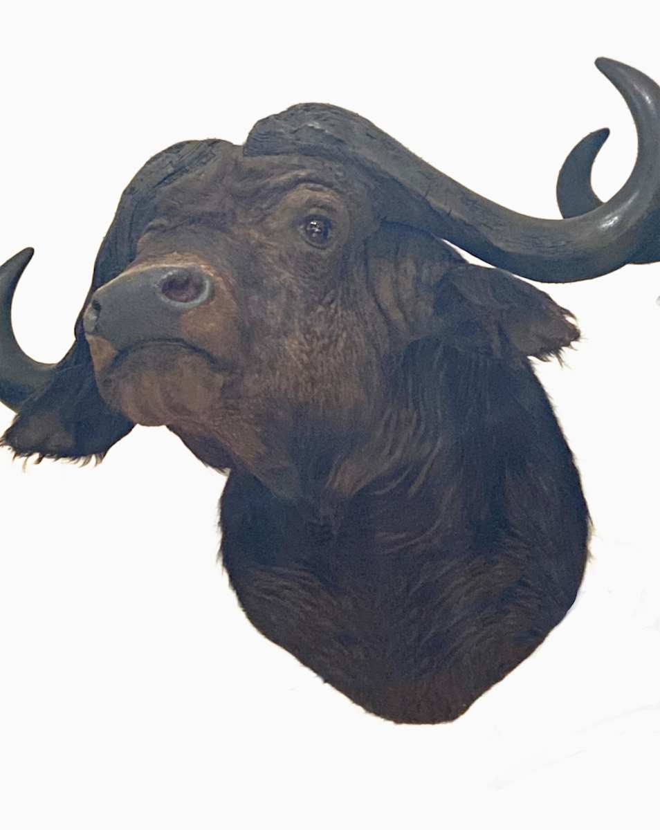 Cape Buffalo #68 by Jennifer Frost, Image 3.