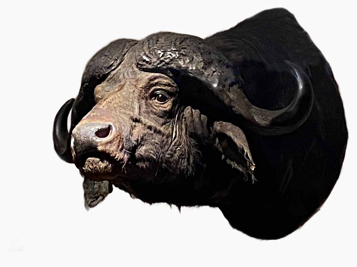 Cape Buffalo #77 by Jennifer Frost, Image 2.