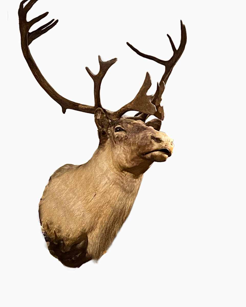 Mountain Caribou #109 by Jennifer Frost, Image 2.