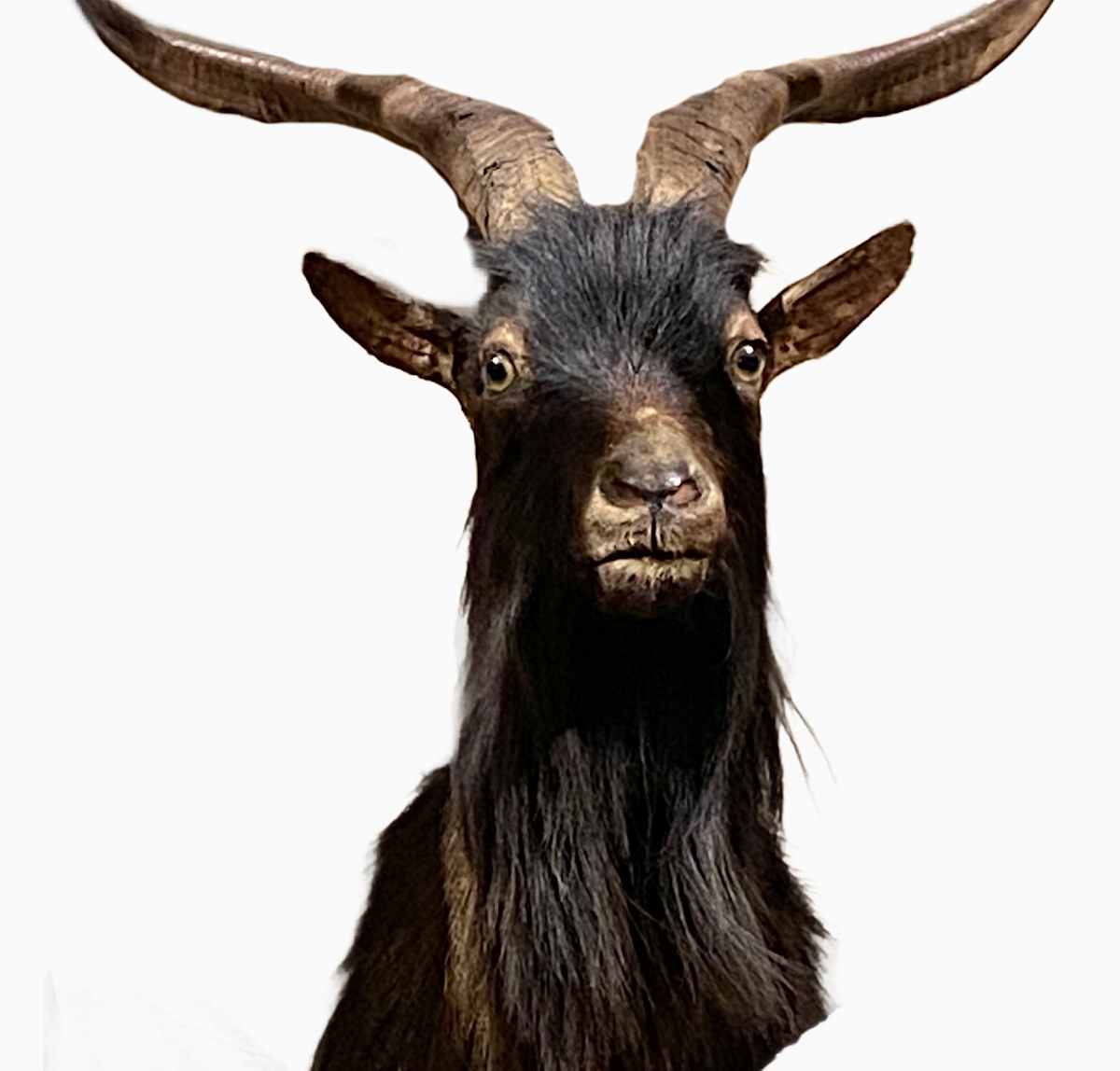 Catalina Island Goat #106 by Jennifer Frost, Image 2.