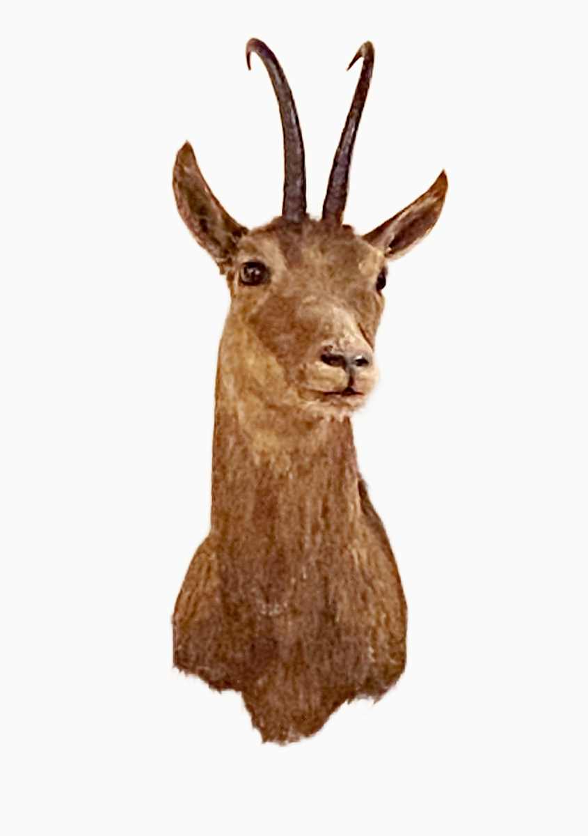 Chamois #97 by Jennifer Frost, Image 2.