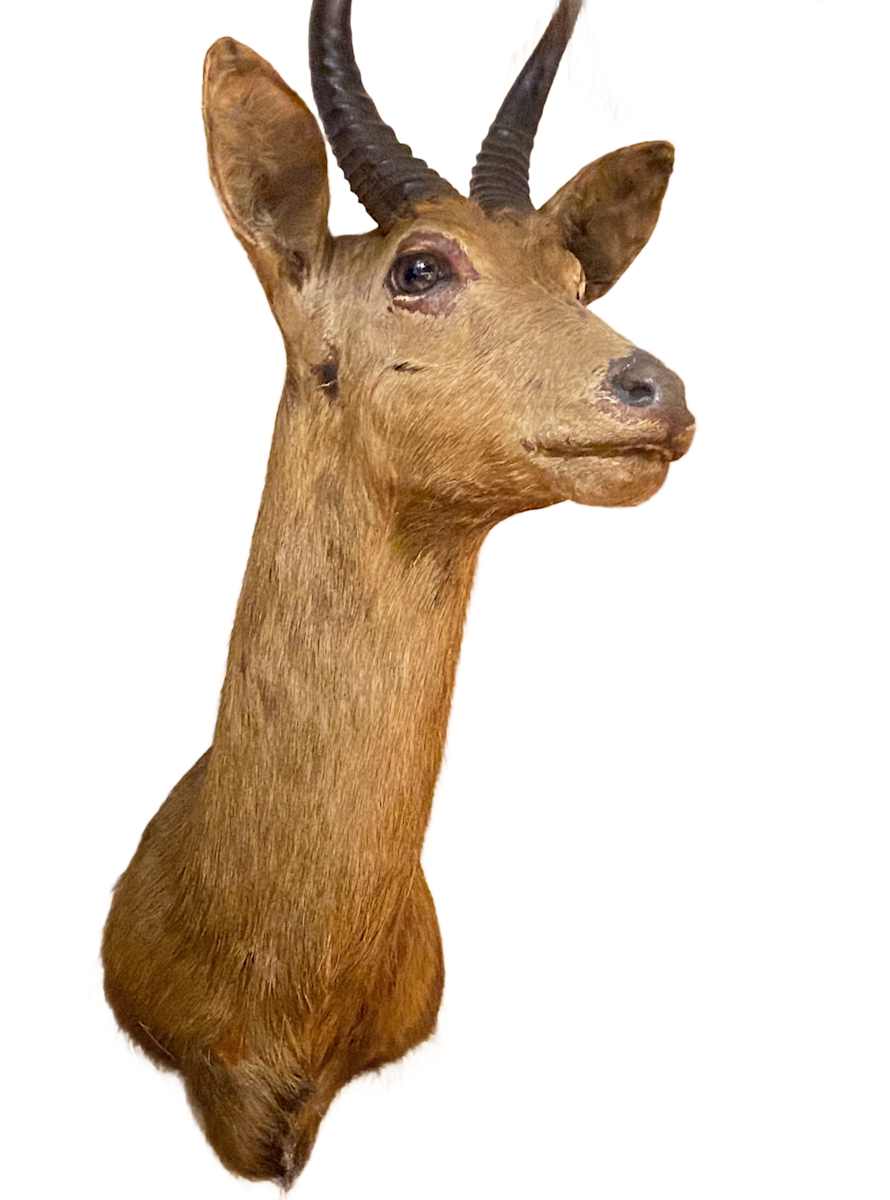 Chandler’s Reedbuck #48 by Jennifer Frost, Image 3.