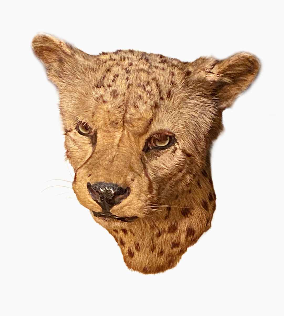 Cheetah #9 by Jennifer Frost, Image 1.