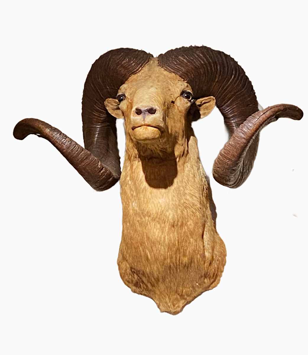 Chinese Argali #147 by Jennifer Frost, Image 2.