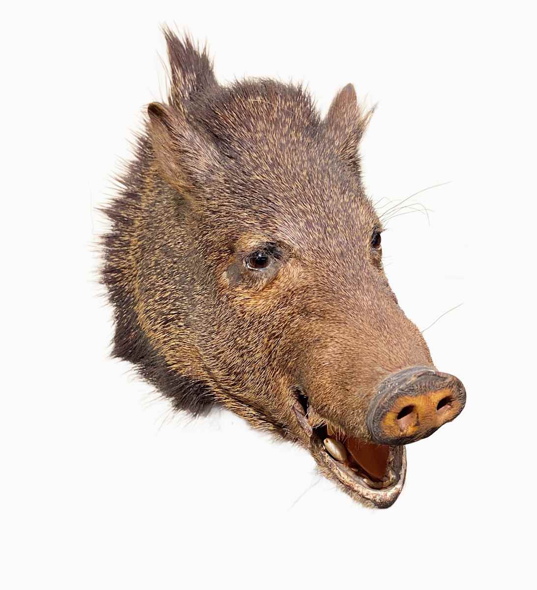 Collard Peccary #134 by Jennifer Frost, Image 2.