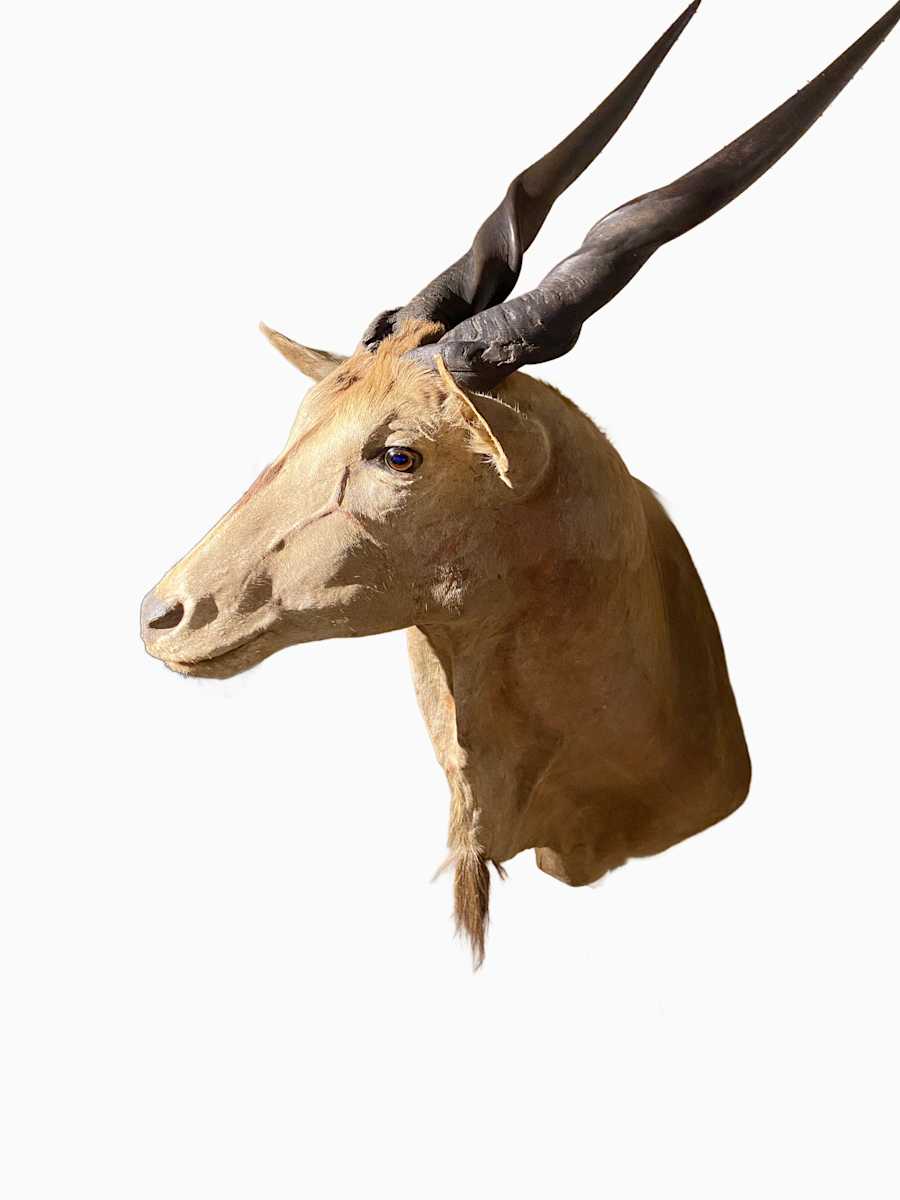 Cape/Common Eland #75 by Jennifer Frost, Image 2.
