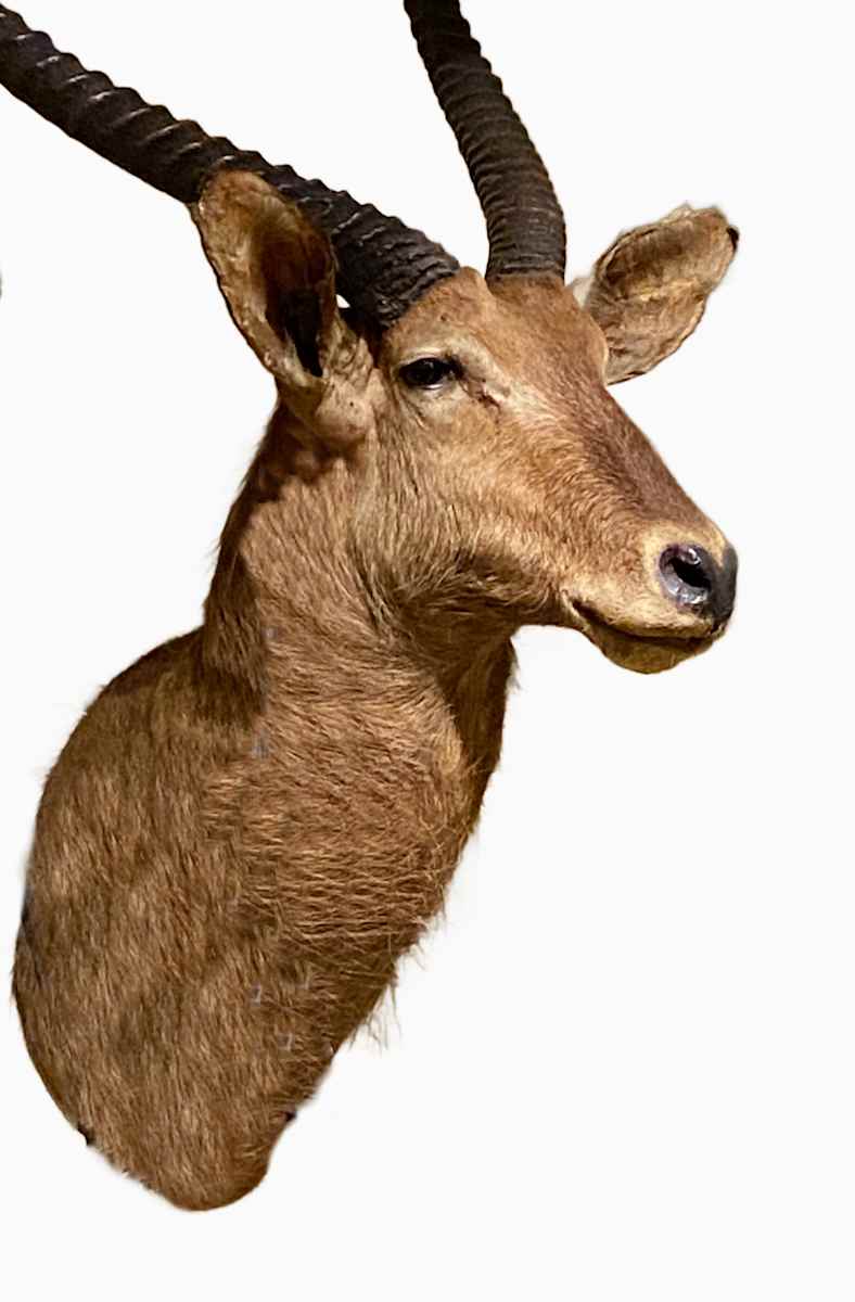 Sing Sing Waterbuck #66 by Jennifer Frost, Image 2.