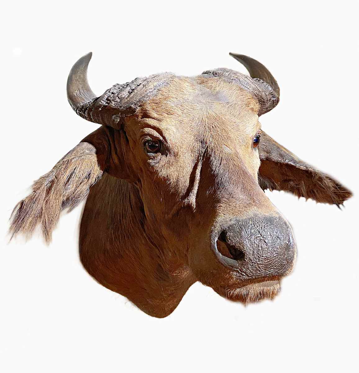 Congo Buffalo #10 by Jennifer Frost, Image 1.