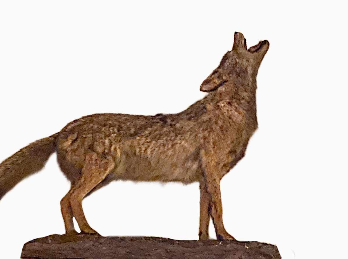 Coyote #125 by Jennifer Frost, Image 2.