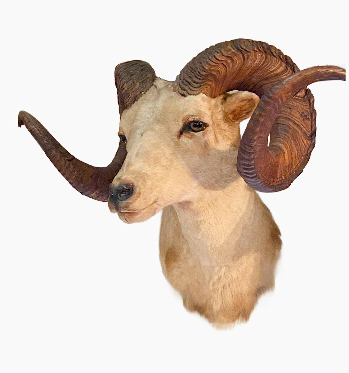 Dall Sheep #32 by The Foster's Curator  Image: 2025 collection appraisal 