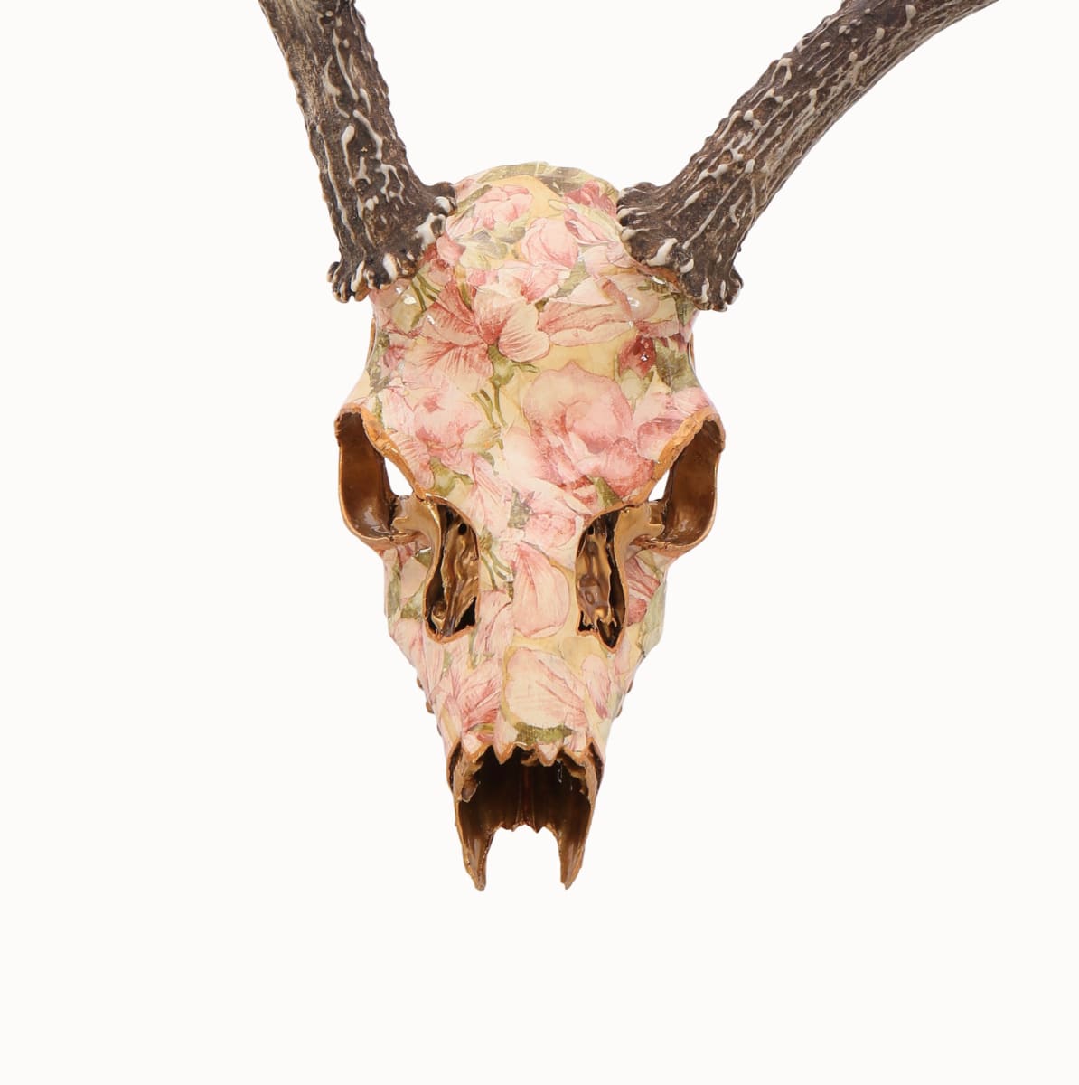 Pretty Boy Deer Skull by Jennifer Frost 