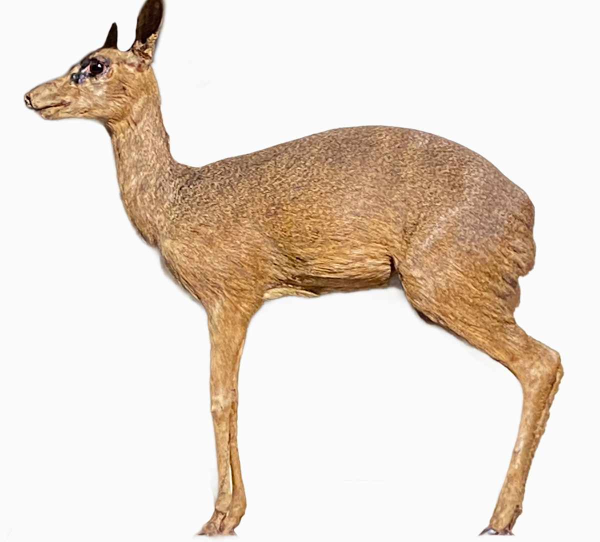 Dik-Dik #171 by Jennifer Frost, Image 2.