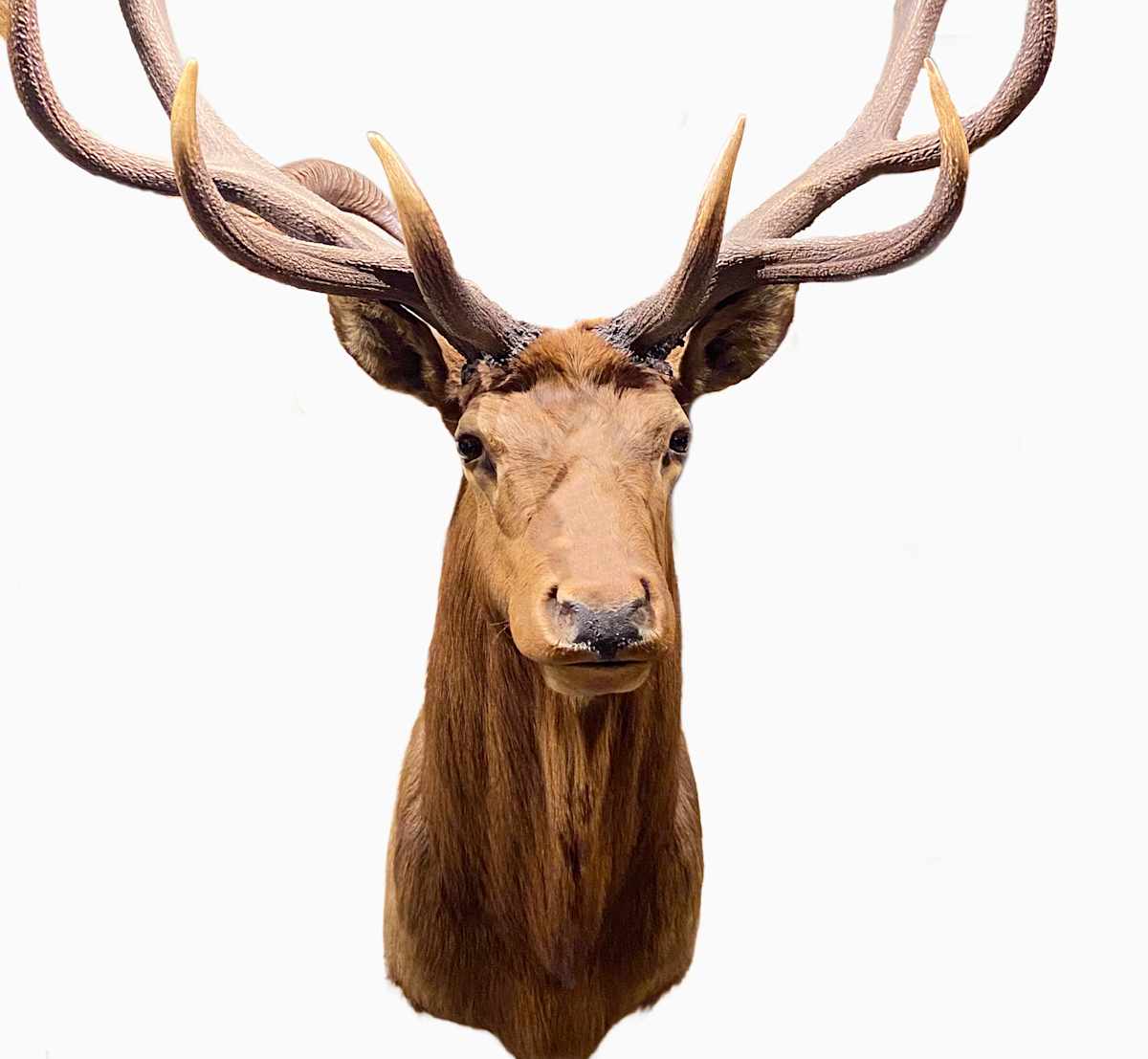 Elk #92 by Jennifer Frost, Image 4.