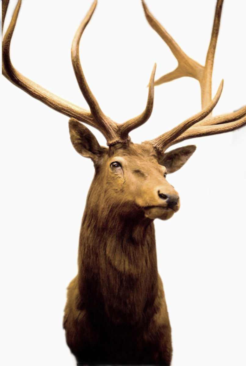 Elk #102 by Jennifer Frost, Image 2.