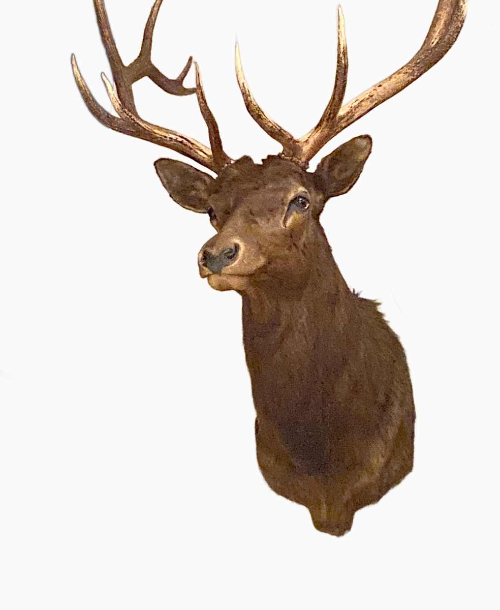 Elk #98 by Jennifer Frost, Image 2.