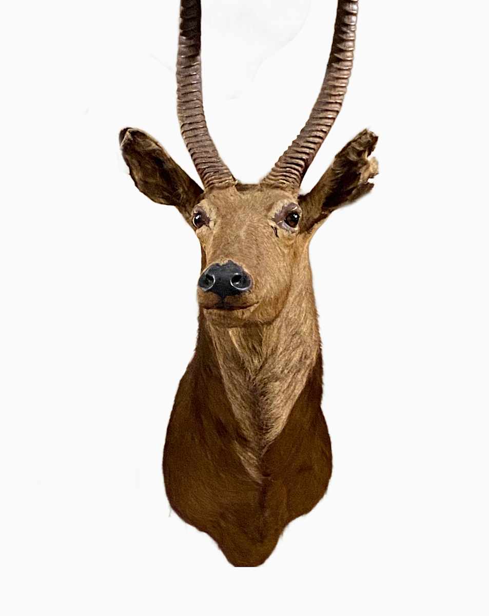 Common Waterbuck #56 by Jennifer Frost, Image 2.