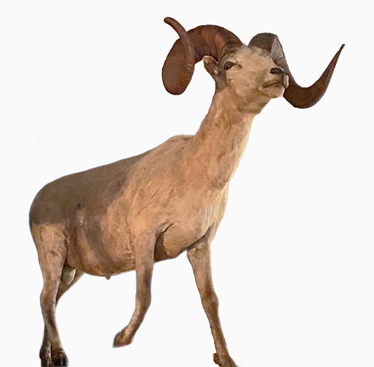Fannin Sheep #119 by Jennifer Frost, Image 3.