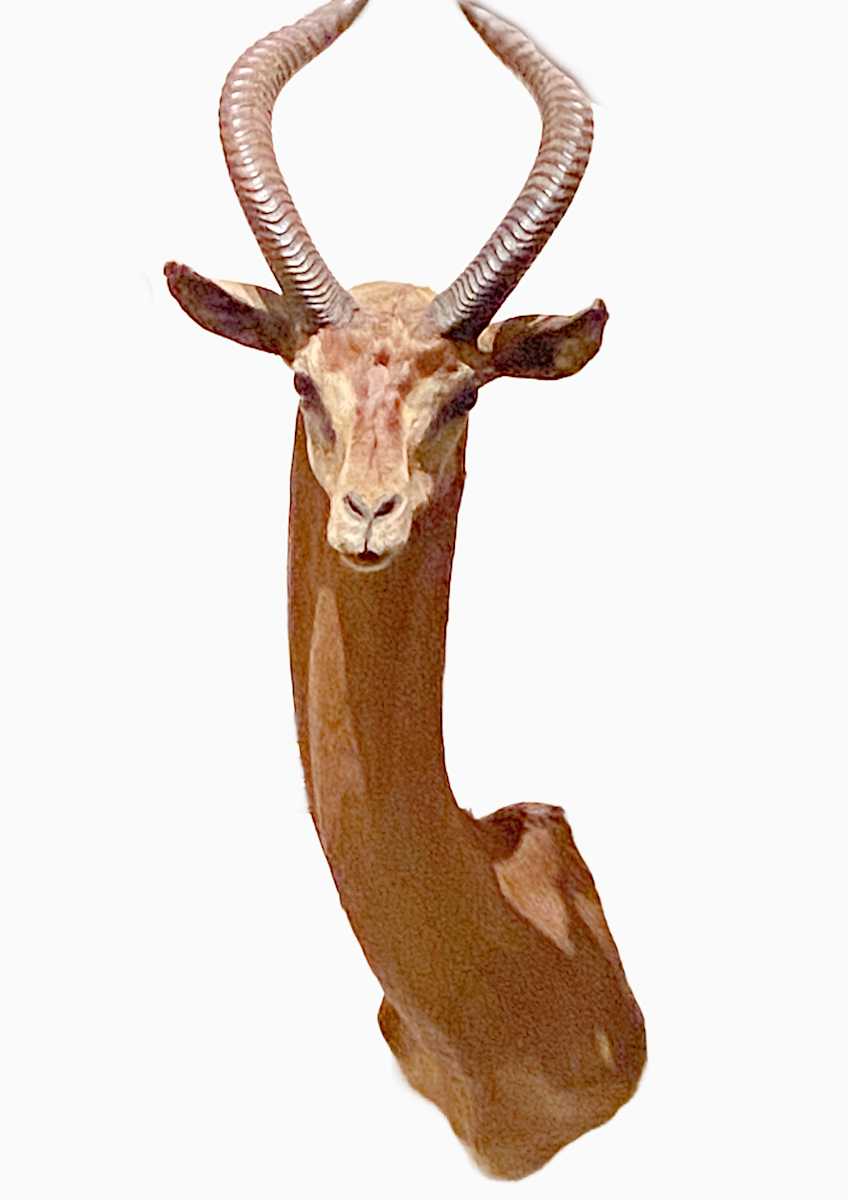 Gerenuk #43 by Jennifer Frost, Image 2.