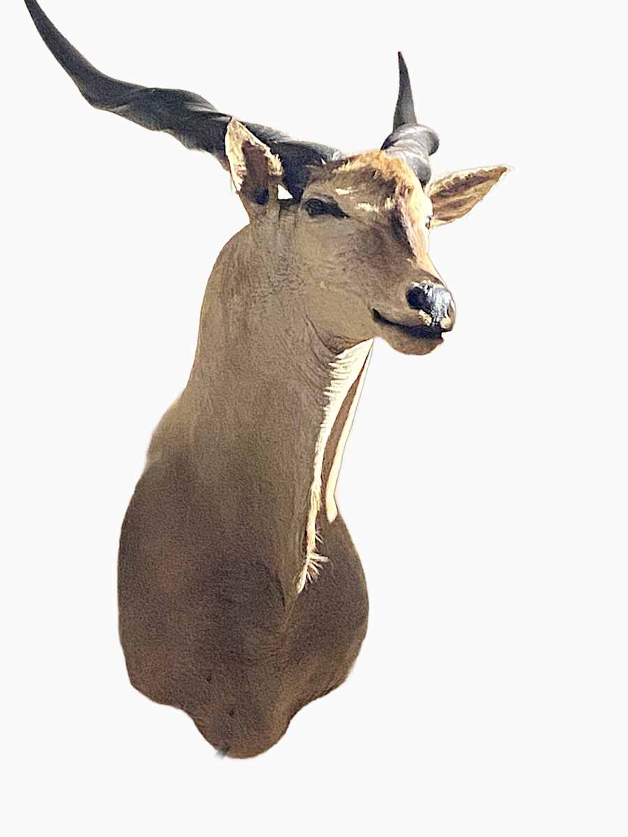 Giant Eland #71 by Jennifer Frost, Image 2.