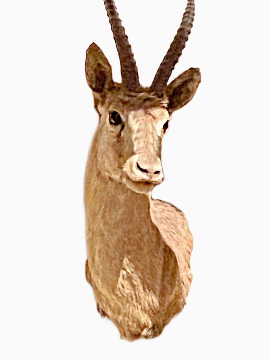 Goitered Gazelle #46 by The Foster's Curator  Image: 2025 collection appraisal