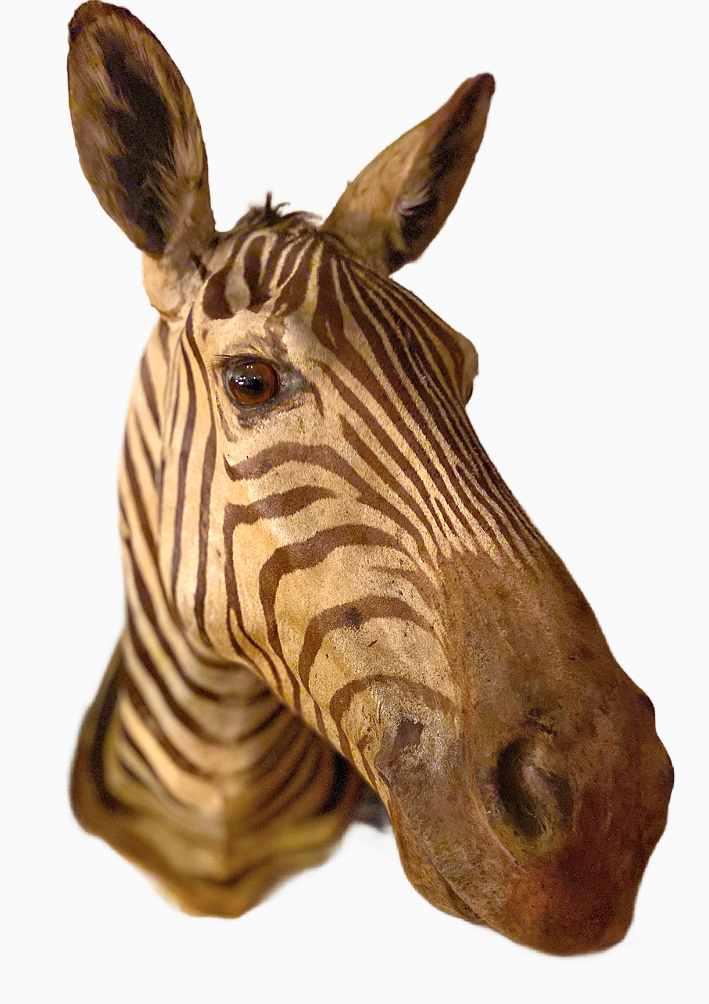 Grant's Zebra #84 by Jennifer Frost, Image 1.