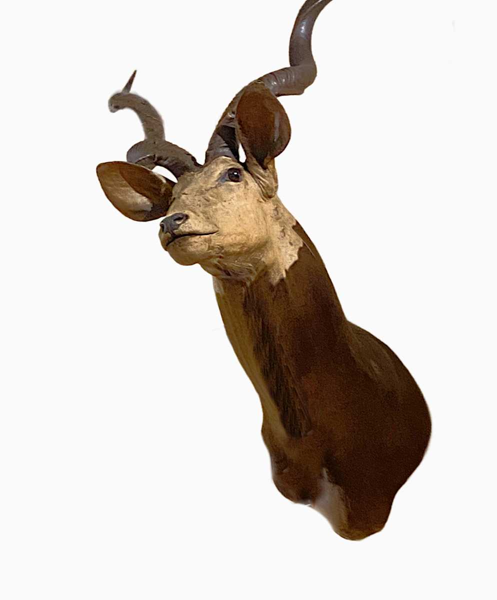 Greater Kudu #72 by The Foster's Curator  Image: 2025 collection appraisal