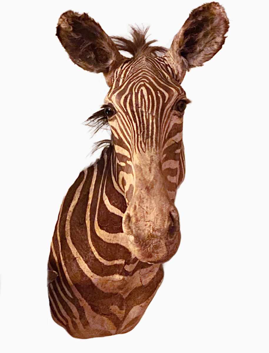 Grevy's Zebra #1 by Jennifer Frost, Image 1.